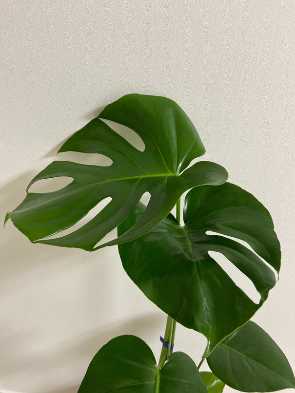 Green Monstera