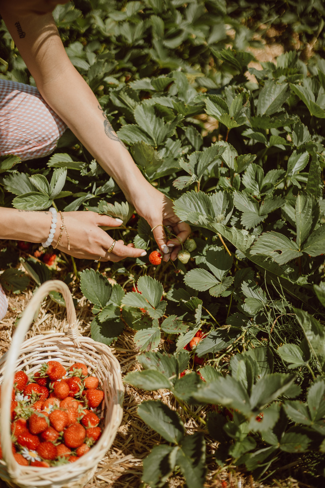 Woman Picking Strawberries in the Garden